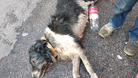 Uno de los perros rescatados del interior de un coche por la Policía de Fuenlabrada./ Twitter Policía Fuenlabrada Uno de los perros rescatados del interior de un coche por la Policía de Fuenlabrada./ Twitter Policía Fuenlabrada