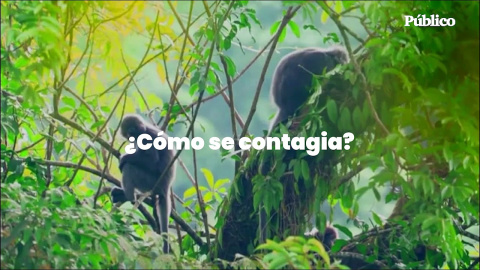 ¿Qué sabemos hasta ahora de la viruela del mono? ¿Qué sabemos hasta ahora de la viruela del mono?