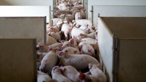 La industria cárnica comienza a recortar empleo ante el descenso de la actividad por la menor demanda interior y exterior. La industria cárnica comienza a recortar empleo ante el descenso de la actividad por la menor demanda interior y exterior.