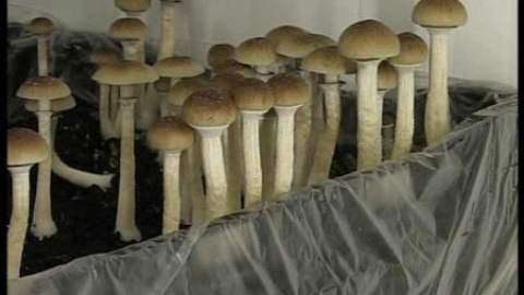 Setas mágicas, ketamina y spice, las drogas 'emergentes' preferidas por los jóvenes Setas mágicas, ketamina y spice, las drogas 'emergentes' preferidas por los jóvenes