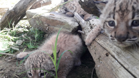 Rally, Risco y René son los nombres elegidos por los internautas para los tres cachorros de lince ibérico nacidos esta temporada de cría en Zarza de Granadilla, Cáceres, (España), a 4 de junio de 2020. Rally, Risco y René son los nombres elegidos por los internautas para los tres cachorros de lince ibérico nacidos esta temporada de cría en Zarza de Granadilla, Cáceres, (España), a 4 de junio de 2020.