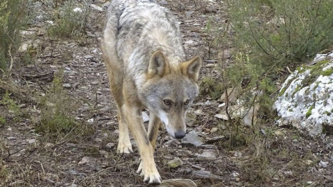 El lobo es una especie que la Directiva Europea Hábitats cataloga como "estrictamente protegida" - EFE El lobo es una especie que la Directiva Europea Hábitats cataloga como "estrictamente protegida" - EFE