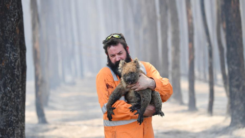 El rescatista de flora y fauna de la región australiana de Adelaida Simon Adamczyk sostiene en brazos a un koala después de haberle salvado del fuego | EFE El rescatista de flora y fauna de la región australiana de Adelaida Simon Adamczyk sostiene en brazos a un koala después de haberle salvado del fuego | EFE