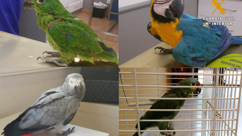 Algunas de las aves que robaron y que han sido rescatadas gracias al trabajo de la Guardia Civil | Foto: Guardia Civil Algunas de las aves que robaron y que han sido rescatadas gracias al trabajo de la Guardia Civil | Foto: Guardia Civil