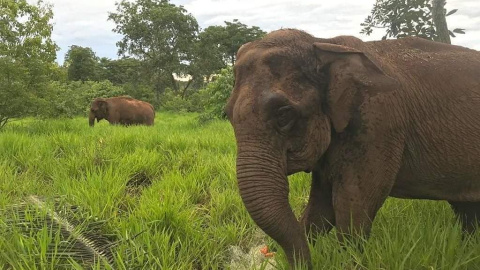 Ramba, elefante de Chile. Foto del instagram elefantebrasil Ramba, elefante de Chile. Foto del instagram elefantebrasil