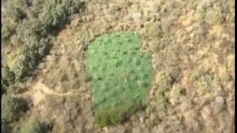 Las islas de la marihuana. Las islas de la marihuana.