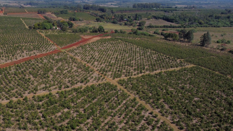 24/02/2022 Vista aérea de plantaciones de yerba mate en los campos de la Cooperativa Agrícola de la Colonia Liebig en Corrientes, Argentina 24/02/2022 Vista aérea de plantaciones de yerba mate en los campos de la Cooperativa Agrícola de la Colonia Liebig en Corrientes, Argentina