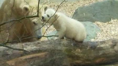 Presentan a la nueva estrella de los zoológicos de Alemania Presentan a la nueva estrella de los zoológicos de Alemania