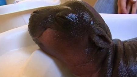 Una cría de hipopótamo pigmeo entusiasta de las bañeras Una cría de hipopótamo pigmeo entusiasta de las bañeras