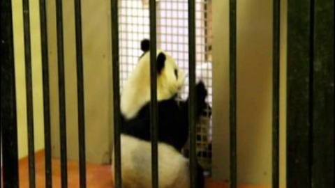 Aparean a los dos únicos osos panda del Reino Unido Aparean a los dos únicos osos panda del Reino Unido