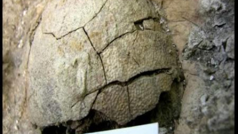 El origen de los pájaros El origen de los pájaros