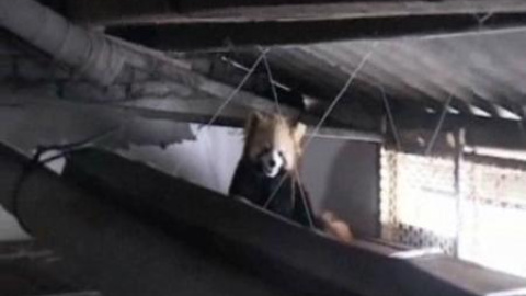 Localizan un oso panda rojo en el ático de una vivienda Localizan un oso panda rojo en el ático de una vivienda