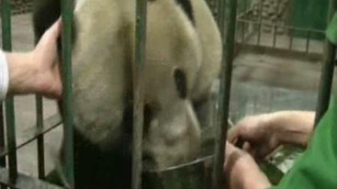 Hallan a un oso panda gigante salvaje herido Hallan a un oso panda gigante salvaje herido