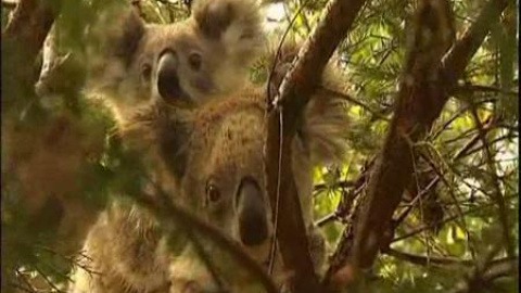 Koalas, ¿en peligro de extinción? Koalas, ¿en peligro de extinción?