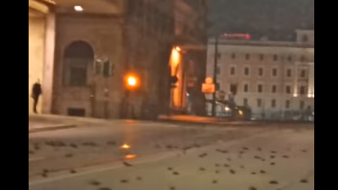 Pájaros muertos en el centro de Roma. Pájaros muertos en el centro de Roma.