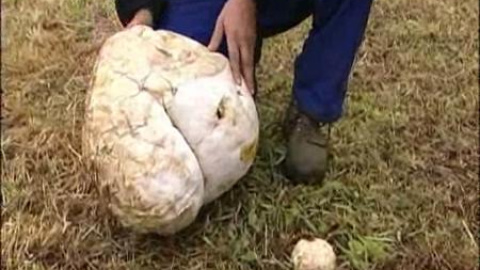 Hallan en mitad del campo una seta de más de seis kilos Hallan en mitad del campo una seta de más de seis kilos