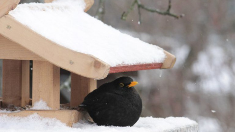 Mirlo común. Mirlo común.