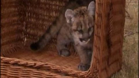 El zoo de Berlín presenta a su cría de puma El zoo de Berlín presenta a su cría de puma