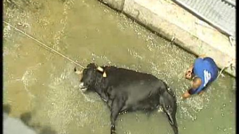 Una vaca fallece durante los "bous a la mar" en Denia Una vaca fallece durante los "bous a la mar" en Denia