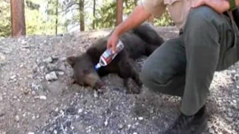 Devuelven al bosque a un oso capturado en una zona residencial de California Devuelven al bosque a un oso capturado en una zona residencial de California