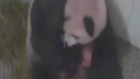 Nuevo nacimiento de pandas Nuevo nacimiento de pandas