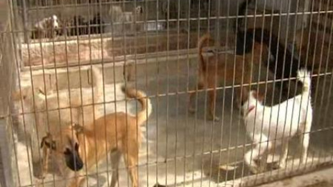 Se dispara el abandono de perros Se dispara el abandono de perros