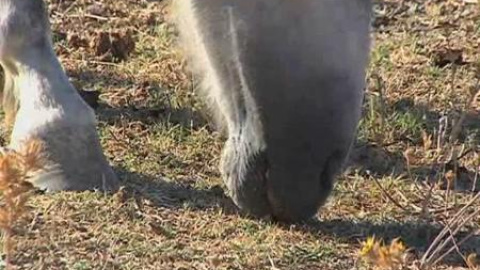 Varios caballos luchan por sobrevivir al abandono de sus dueños en Jerez Varios caballos luchan por sobrevivir al abandono de sus dueños en Jerez