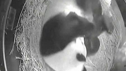 Soprende el nacimiento de una cría de oso panda en San Diego Soprende el nacimiento de una cría de oso panda en San Diego