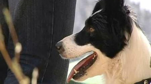 Se busca al mejor perro pastor Se busca al mejor perro pastor