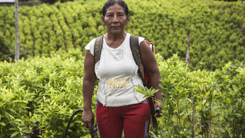 En Colombia entre 130.0000 y 180.000 familias campesinas se dedican a cultivar hoja de coca para sobrevivir. En Colombia entre 130.0000 y 180.000 familias campesinas se dedican a cultivar hoja de coca para sobrevivir.