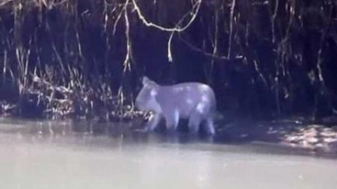 Un koala se sube a la barca de unos piraguistas en la Costa Dorada de Australia Un koala se sube a la barca de unos piraguistas en la Costa Dorada de Australia