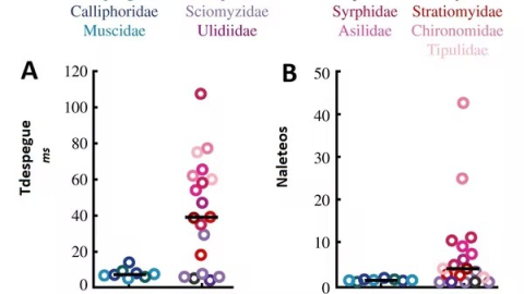 Comportamientos locomotores en familias de moscas. A. Tdespegue: Tiempo en milisegundos (ms) transcurrido desde el inicio de la flexión de patas al despegue. B. Naleteo: número de aleteos antes de que las patas pierdan contacto con el suelo durante los 