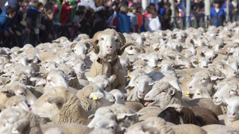 En torno a 2.000 ovejas, acompañadas por sus pastores, atraviesan la localidad abulense de Arévalo en dirección a Madrid, dentro de la I Fiesta de la Mesta, para reivindicar la antigua práctica de la trashumancia, tal y como defiende la Asociación Tr