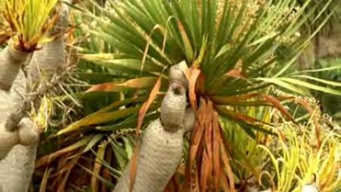 El drago canario contiene una savia con propiedades curativas El drago canario contiene una savia con propiedades curativas