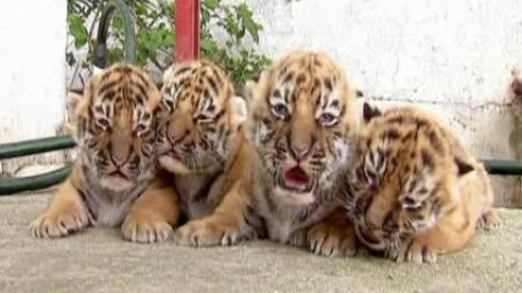 Presentan a los cuatro cachorros de tigres de Bengala de un zoo mexicano Presentan a los cuatro cachorros de tigres de Bengala de un zoo mexicano