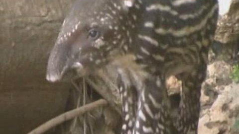 Nace un tapir en un zoológico de Israel Nace un tapir en un zoológico de Israel