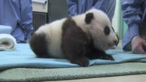 La cría de oso panda del zoo de San Diego da sus primeros pasos La cría de oso panda del zoo de San Diego da sus primeros pasos