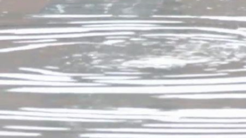 Muere un delfín en el Canal de Gowanus en Brooklyn Muere un delfín en el Canal de Gowanus en Brooklyn
