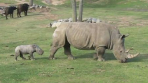 Nace un rinoceronte blanco en el zoo de San Diego Nace un rinoceronte blanco en el zoo de San Diego
