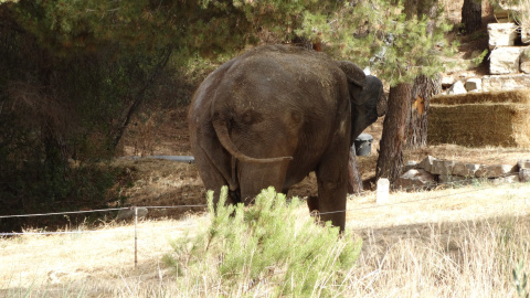 La elefanta Dumba. / FAADA La elefanta Dumba. / FAADA