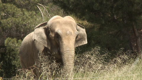 La elefanta Dumba. / FAADA La elefanta Dumba. / FAADA