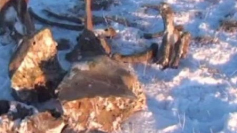 Hallan restos de sangre de mamut en una isla en el Ártico Hallan restos de sangre de mamut en una isla en el Ártico