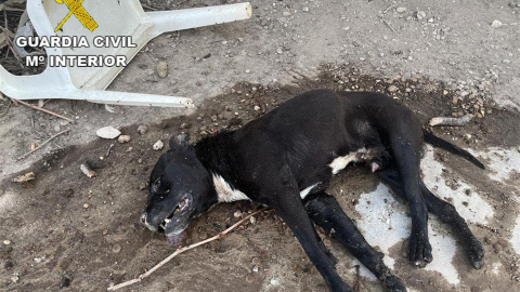 22/07/2022.Un hombre está siendo investigado como presunto autor de un delito de maltrato animal tras ser localizado por agentes de la Guardia Civil por abandonar a un perro que murió por la ola de calor en la localidad madrileña de Fuentidueña de Taj 22/07/2022.Un hombre está siendo investigado como presunto autor de un delito de maltrato animal tras ser localizado por agentes de la Guardia Civil por abandonar a un perro que murió por la ola de calor en la localidad madrileña de Fuentidueña de Taj