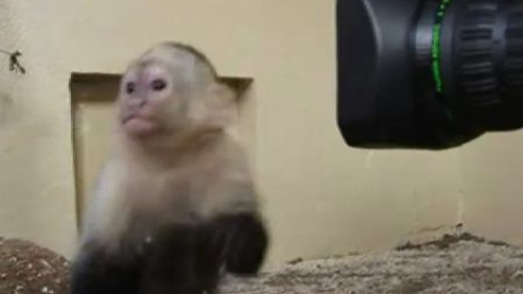 Justin Bieber se queda sin su mascota Justin Bieber se queda sin su mascota
