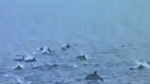 Cientos de delfines huyen del ataque de orcas asesinas Cientos de delfines huyen del ataque de orcas asesinas