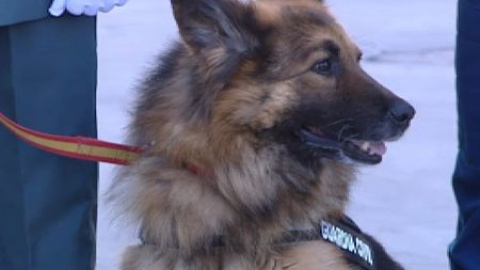 Ajax, un perro con medalla Ajax, un perro con medalla