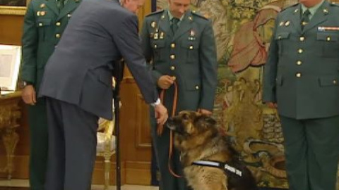 El Rey se inclina ante el perro de la guardia civil El Rey se inclina ante el perro de la guardia civil