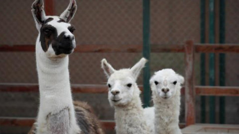 Una llama (izda), en compañía de dos alpacas. Una llama (izda), en compañía de dos alpacas.