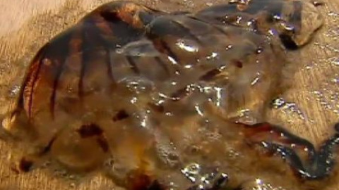 Las medusas llegan a Tarragona Las medusas llegan a Tarragona