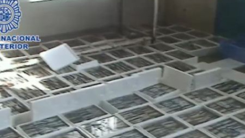Hachís oculto entre sardinas congeladas Hachís oculto entre sardinas congeladas